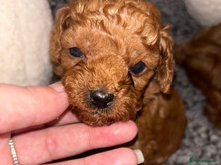 Cavapoo dogs Cavapoo - Advert 13