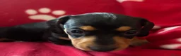 Miniature Dachshund dogs for sale: Kc reg 5 mini dachshund for sale  - Advert 7
