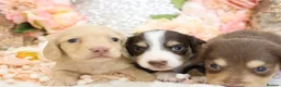 Miniature Dachshund dogs for sale: KC Longhair Miniature Dachshund Puppies in Wisbech - Advert 9