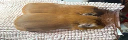 Guinea Pig rodents for sale: Pink eyed golden boars  - Advert 2