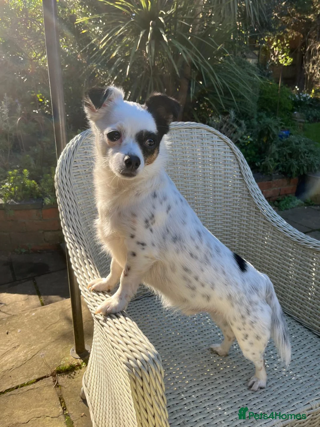 Jack Chi dogs for sale: Beautiful 4-Year-Old Jack Russell x Chihuahua  in Northampton - Advert 2