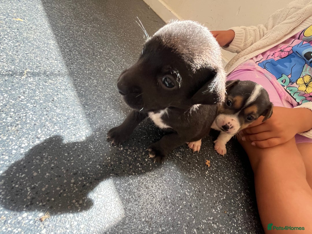Jack Russell dogs for sale: 2 puppies for sales - Image 25