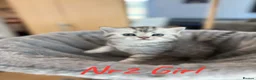 Scottish Fold cats for sale: 4 Pedigree Scottish Fold/Straight Kittens - Advert 18