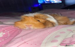 Guinea Pig rodents for sale: 2 female pigs  - Image 3