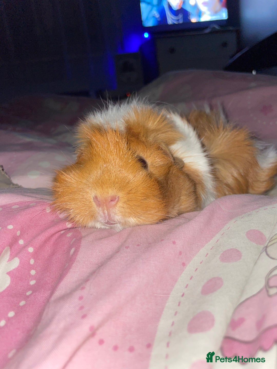 Guinea Pig rodents for sale: 2 female pigs  - Image 3