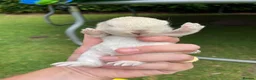 Mini Lop rabbits for sale: Mini Lop - Pure Bred  - Advert 3