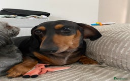 Miniature Dachshund dogs for sale: Mini Dachshund  - Advert 2