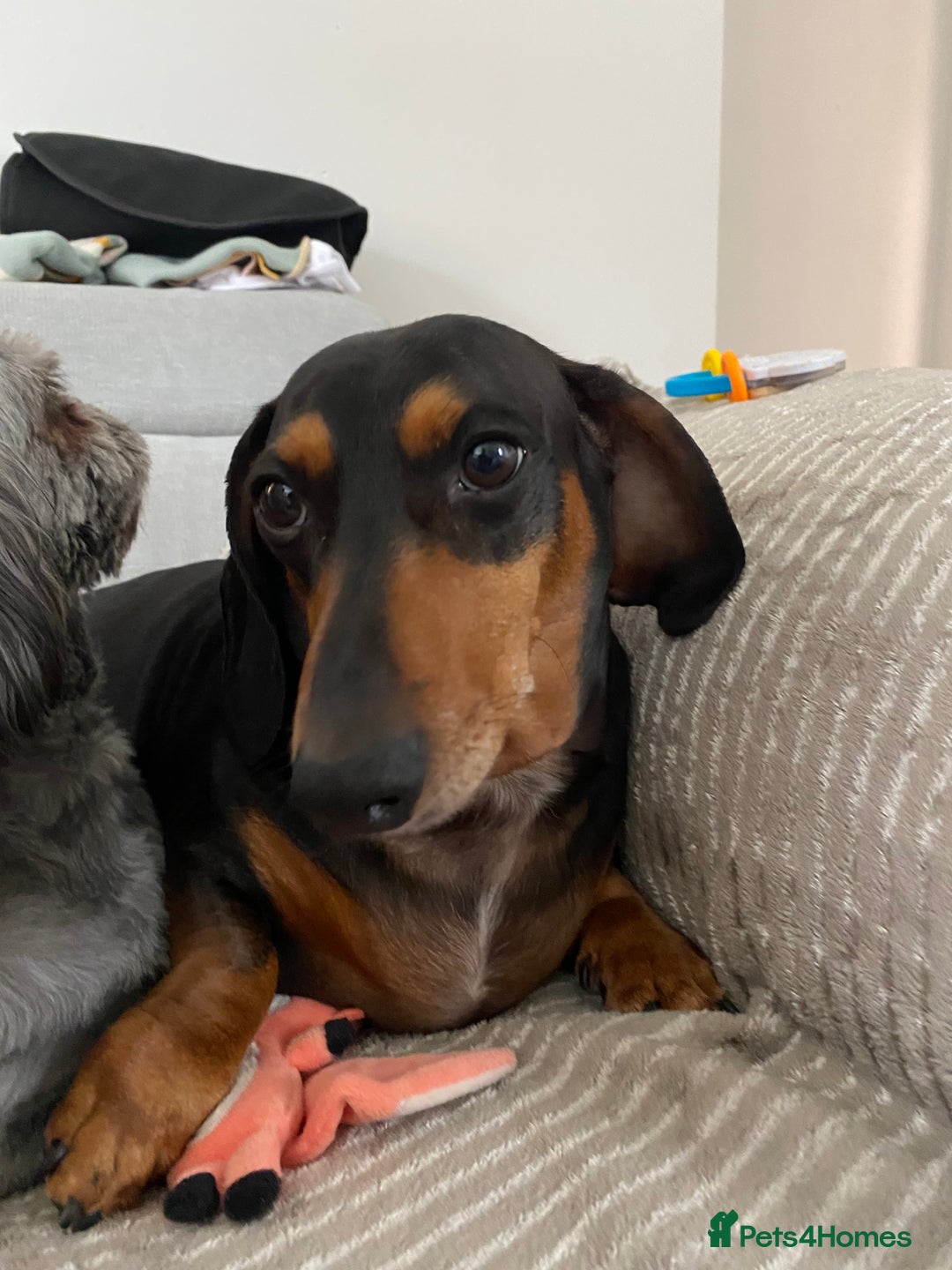 Miniature Dachshund dogs for sale: Mini Dachshund  - Advert 2