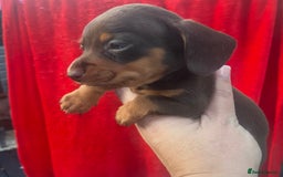 Dachshund dogs for sale: Minature dashounds boys  - Image 9