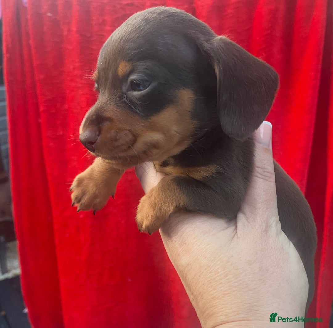 Dachshund dogs for sale: Minature dashounds boys  - Image 9
