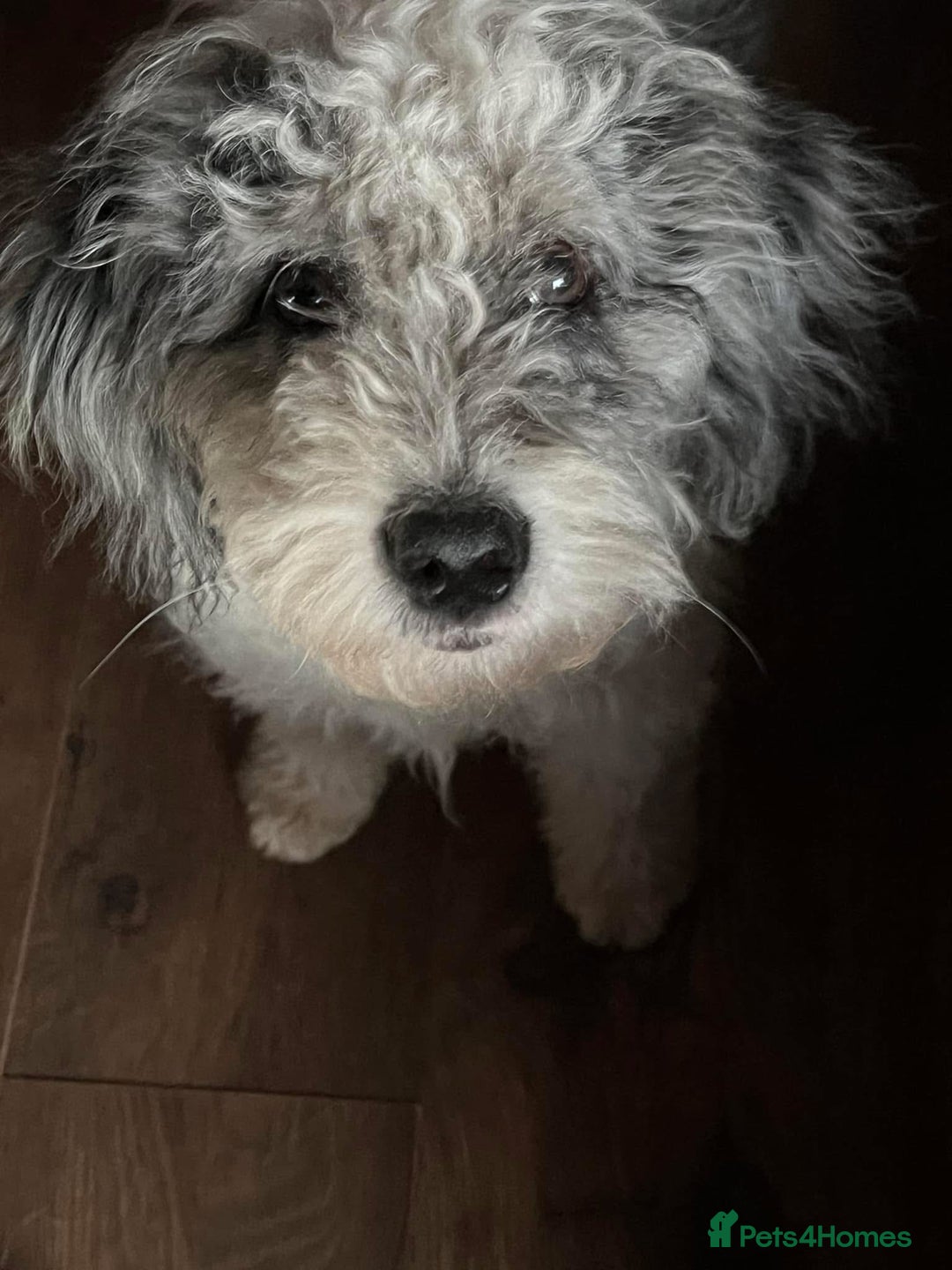 Bordoodle dogs for sale: F1 & F1b Bordoodle pups expected - Advert 7