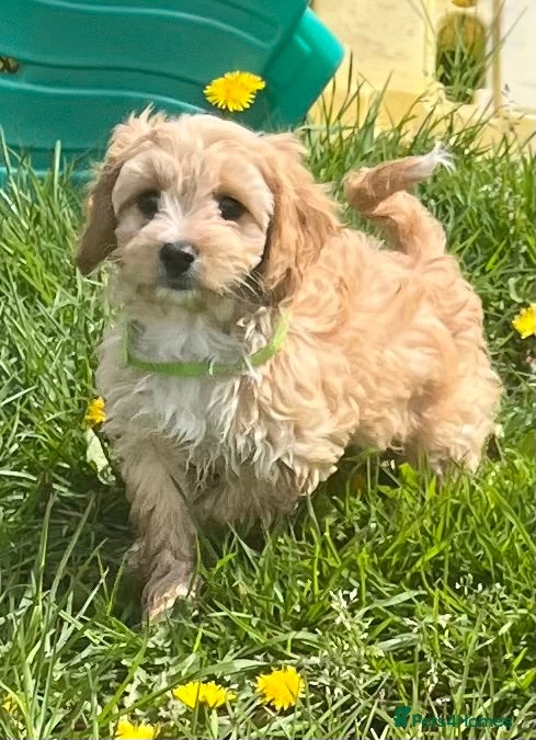 Cavachon dogs Cavachon puppies  - Advert 1