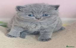 British Shorthair cats for sale: ⚜️British ShortHair Blue &Lilac kittens ⚜️GCCF ⚜️ - Image 5