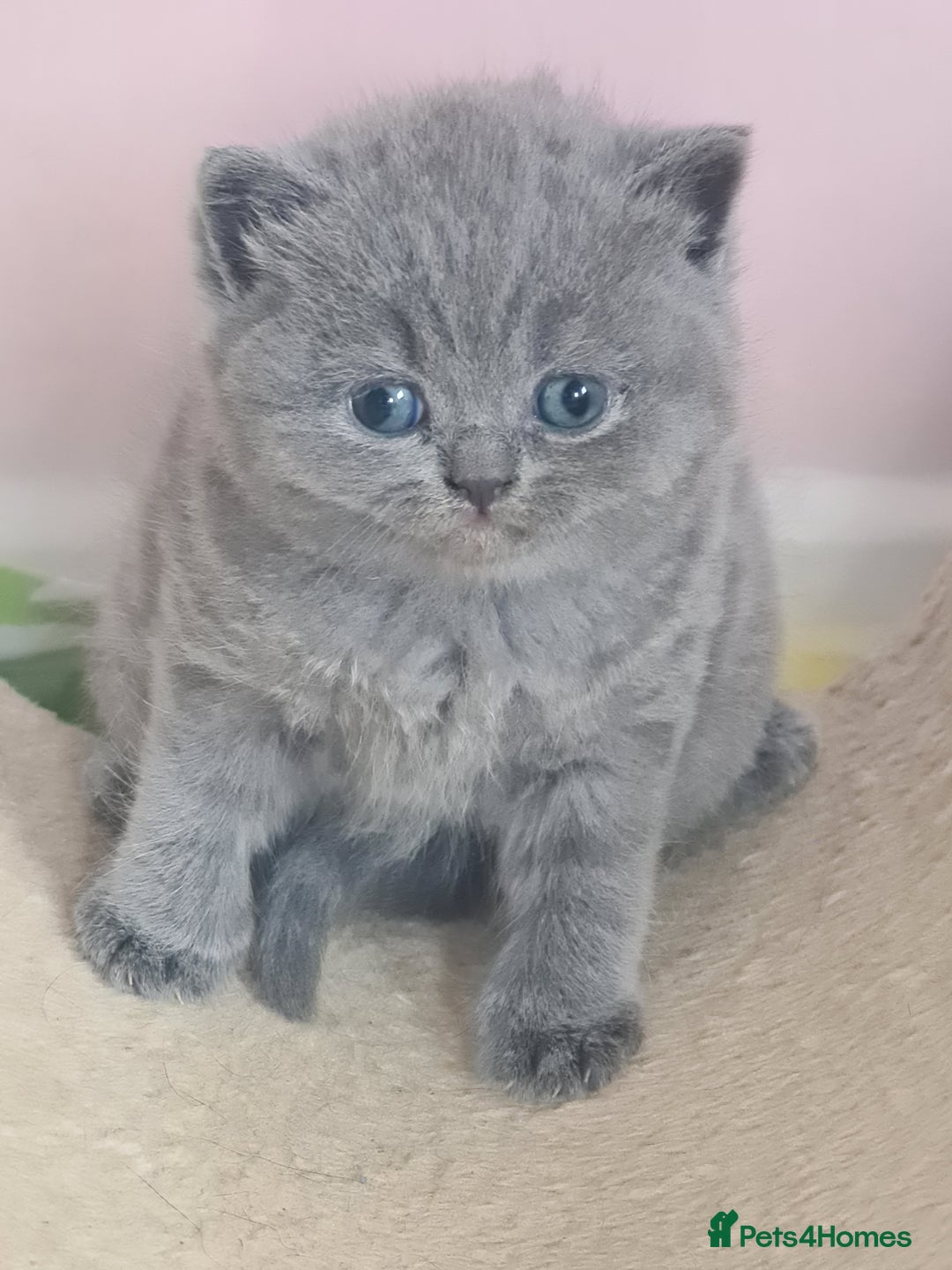 British Shorthair cats for sale: ⚜️British ShortHair Blue &Lilac kittens ⚜️GCCF ⚜️ - Image 5