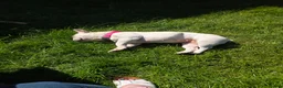 French Bulldog dogs for sale: Female French Bulldog - Advert 4