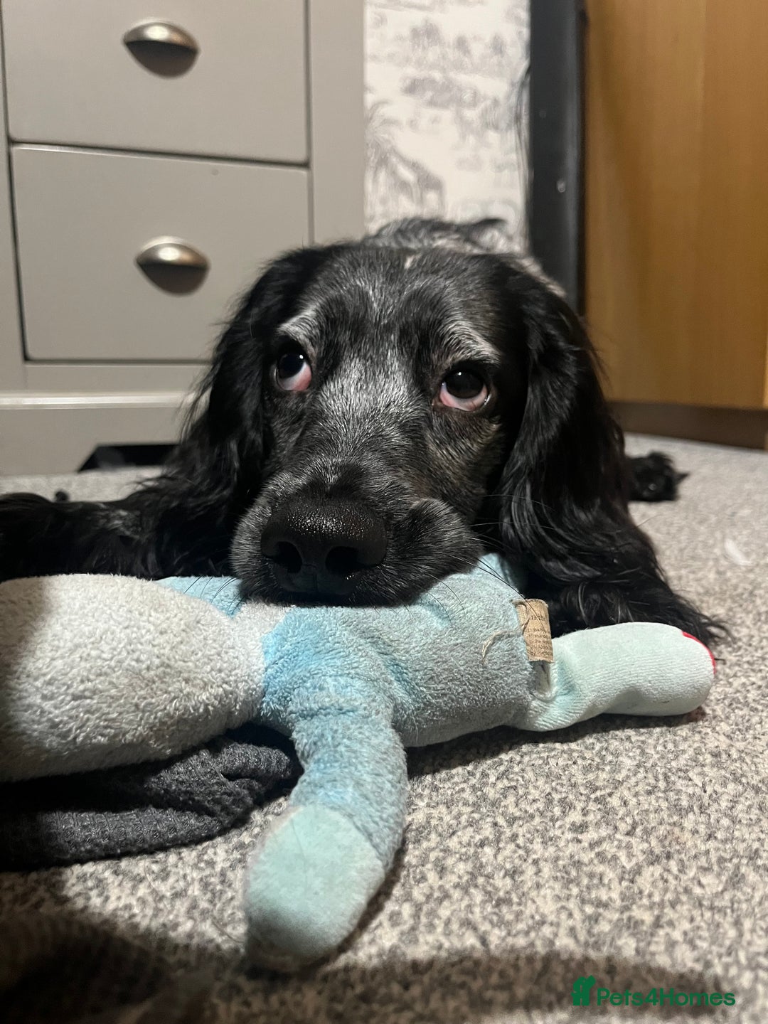 Cocker Spaniel dogs for stud: Stud cocker spaniel - Image 5