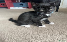 Mixed Breed cats for sale: 2 female kittens 1 male kitten for sale  - Image 7