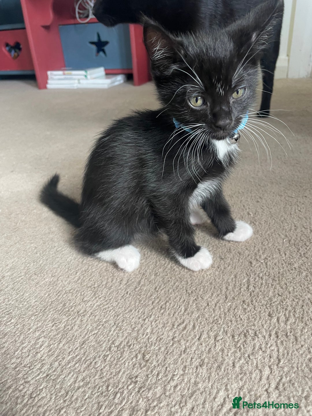 Mixed Breed cats for sale: 2 female kittens 1 male kitten for sale  - Image 7