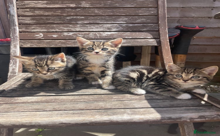 Domestic Shorthair cats - Advert 16