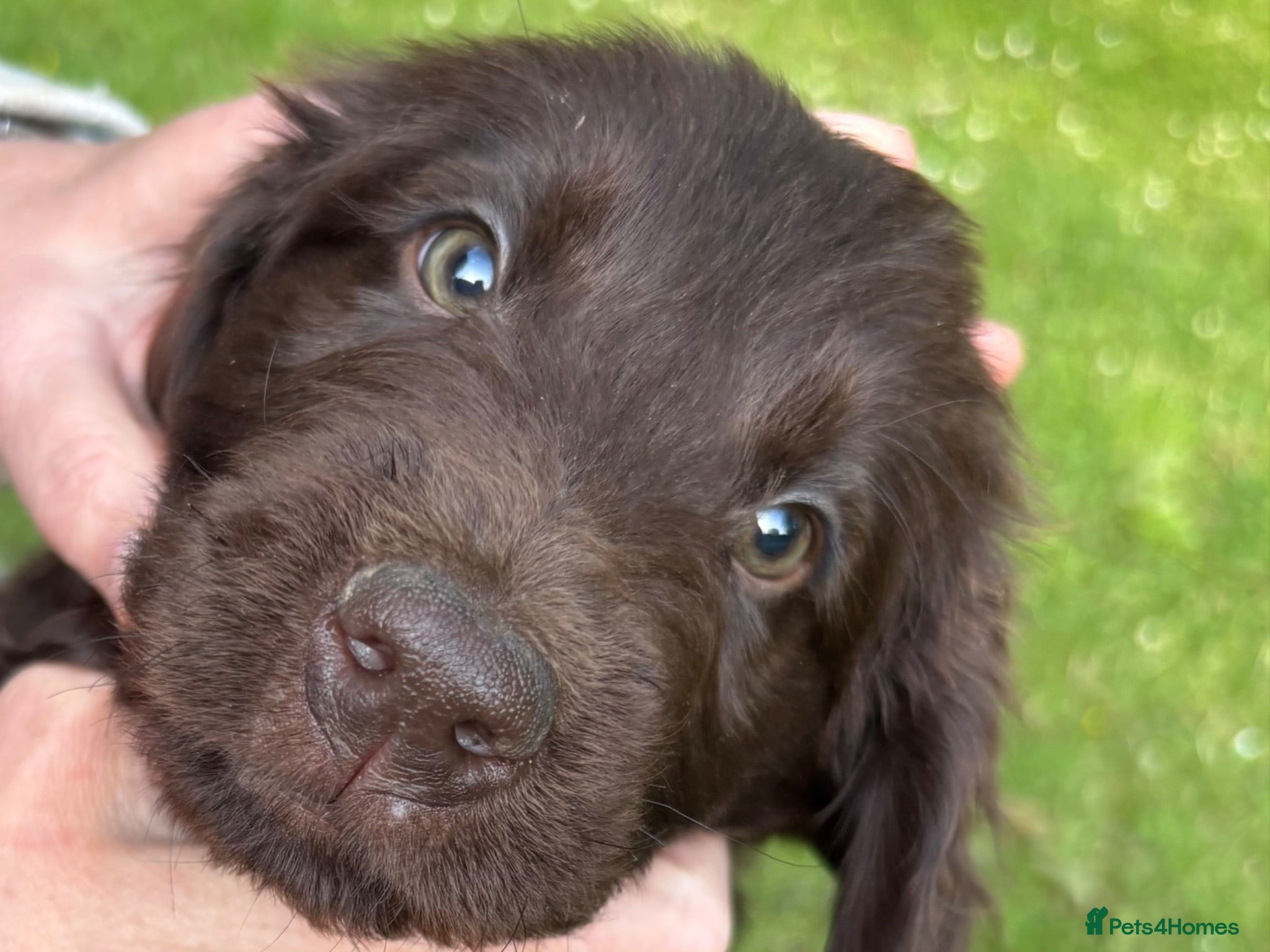 Flat coated Retriever dogs for sale: Gorgeous liver and black Flatcoat Retrievers - Advert 2