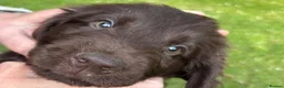 Flat coated Retriever dogs for sale: Gorgeous liver and black Flatcoat Retrievers - Advert 9