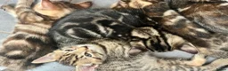 Bengal cats for sale: Bengal X Kittens With Famous Siblings!  - Advert 8