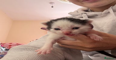 Mixed Breed cats Kittens for rehoming  - Advert 15