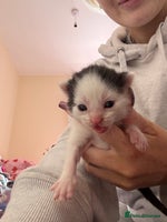 Mixed Breed cats Kittens for rehoming - Advert 1