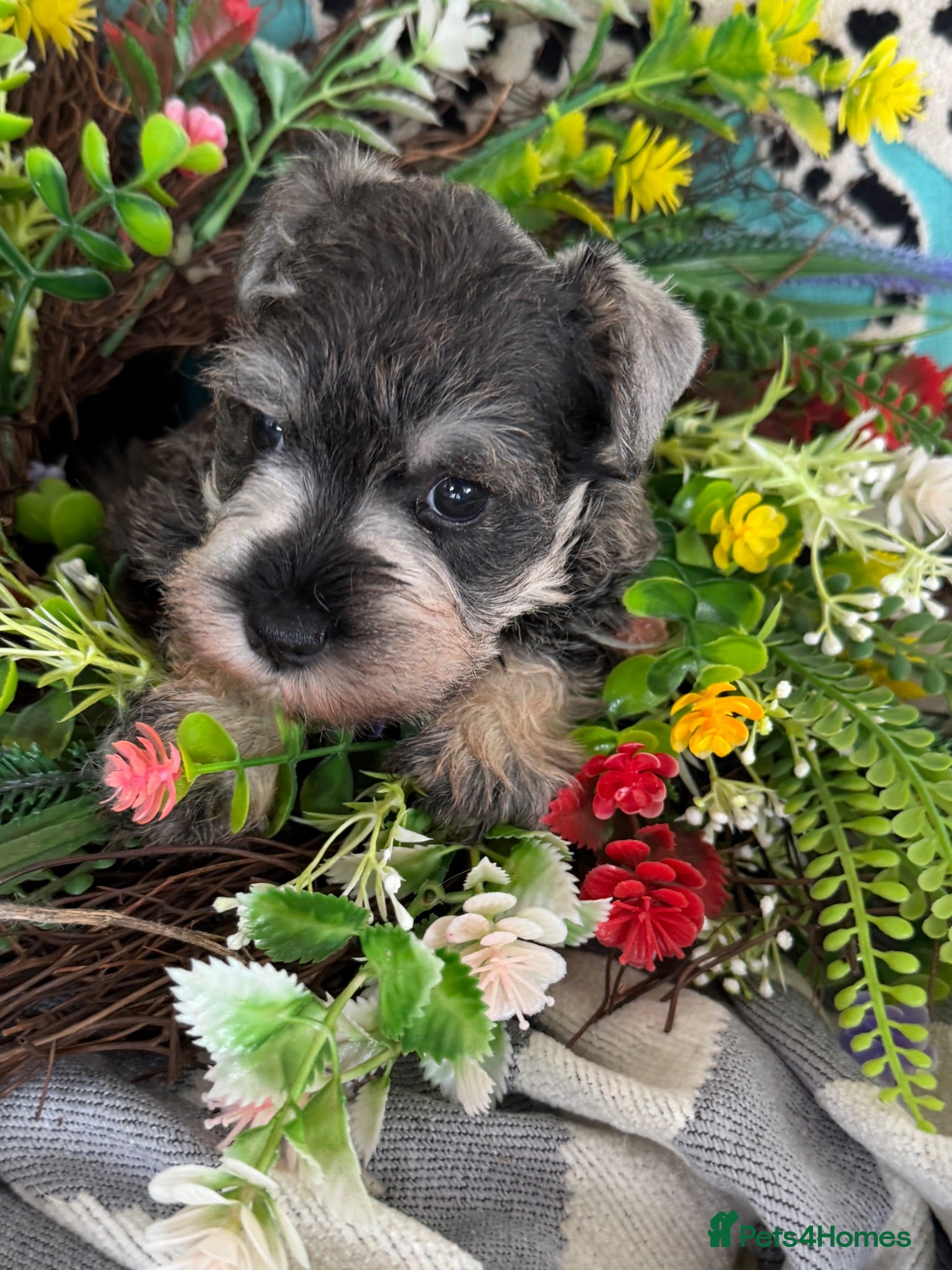 Miniature Schnauzer dogs Two gorgeous pure bred puppies home reared  - Advert 1
