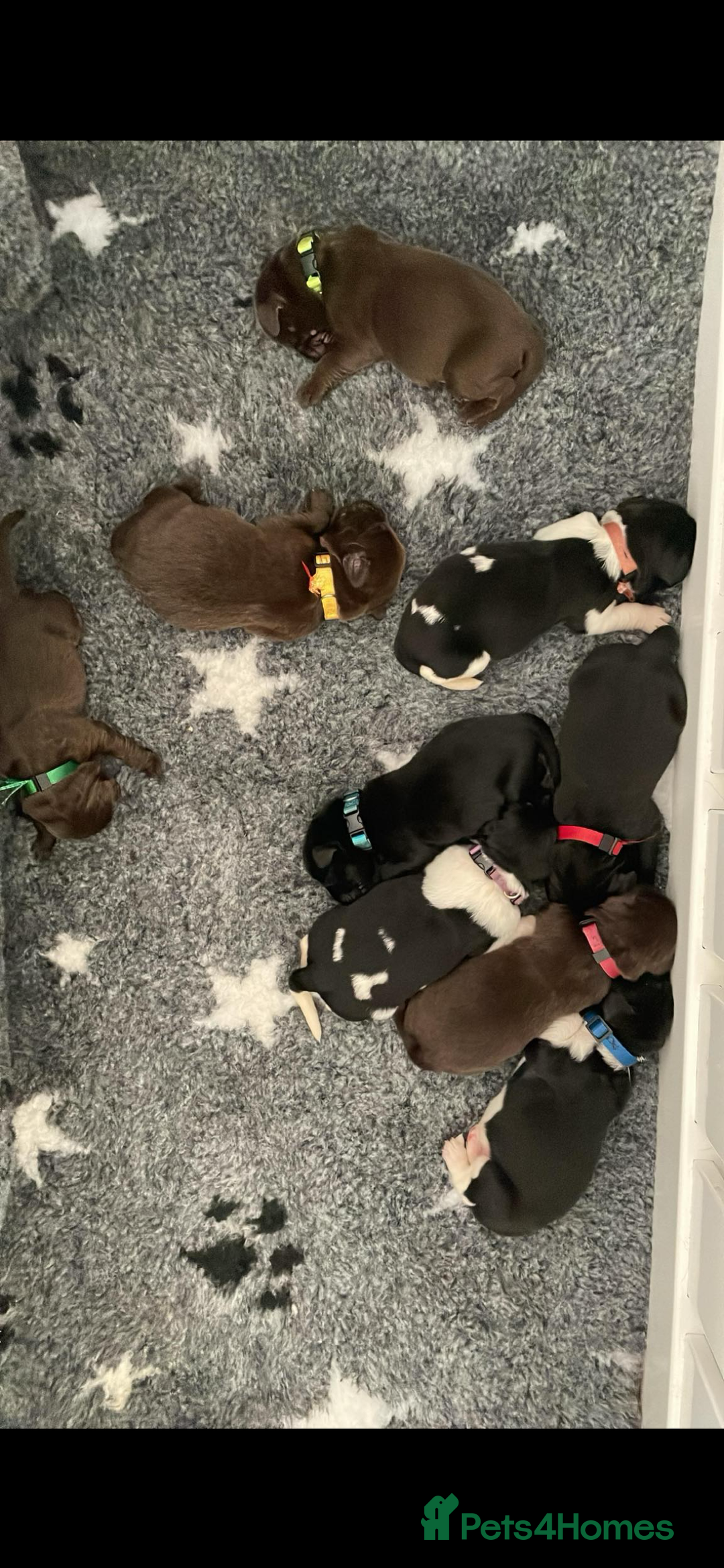 Newfoundland dogs for stud: KC REGISTERED NEWFOUNDLAND STUD HEALTH TESTED  in Basildon - Advert 17