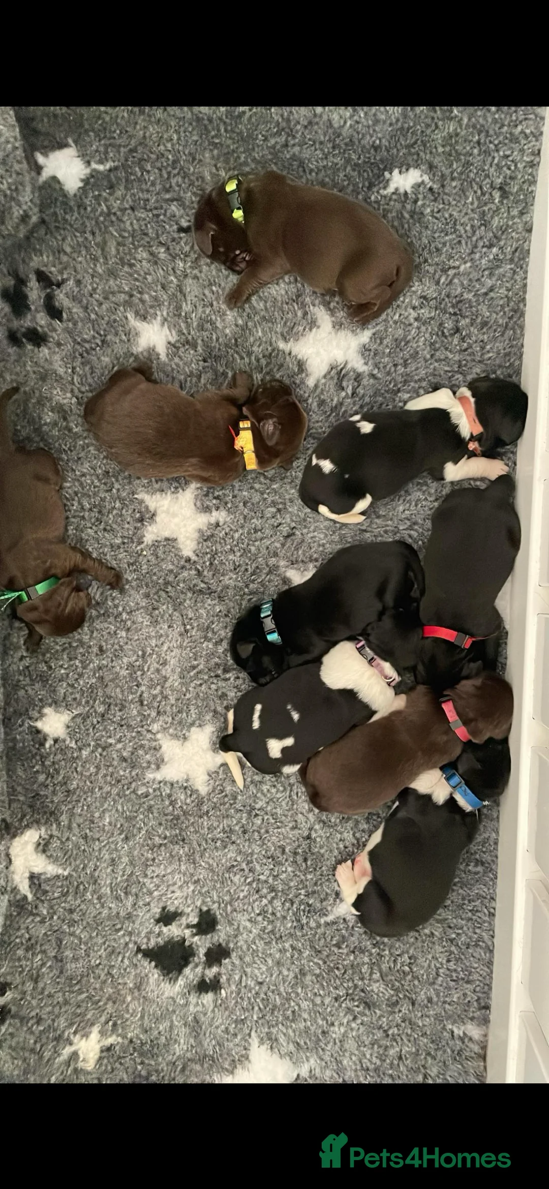 Newfoundland dogs for stud: KC REGISTERED NEWFOUNDLAND STUD HEALTH TESTED  in Basildon - Advert 17