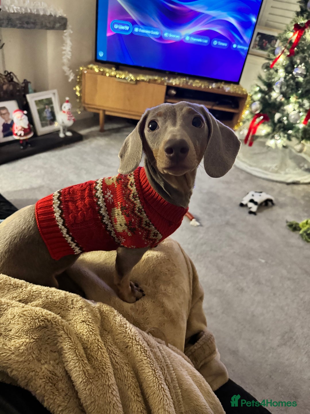 Miniature Dachshund dogs for sale: Needs a loving home - Advert 3