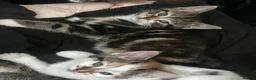 Mixed Breed cats for sale: Ready to Leave Now – Two Beautiful Female Kittens  - Advert 2