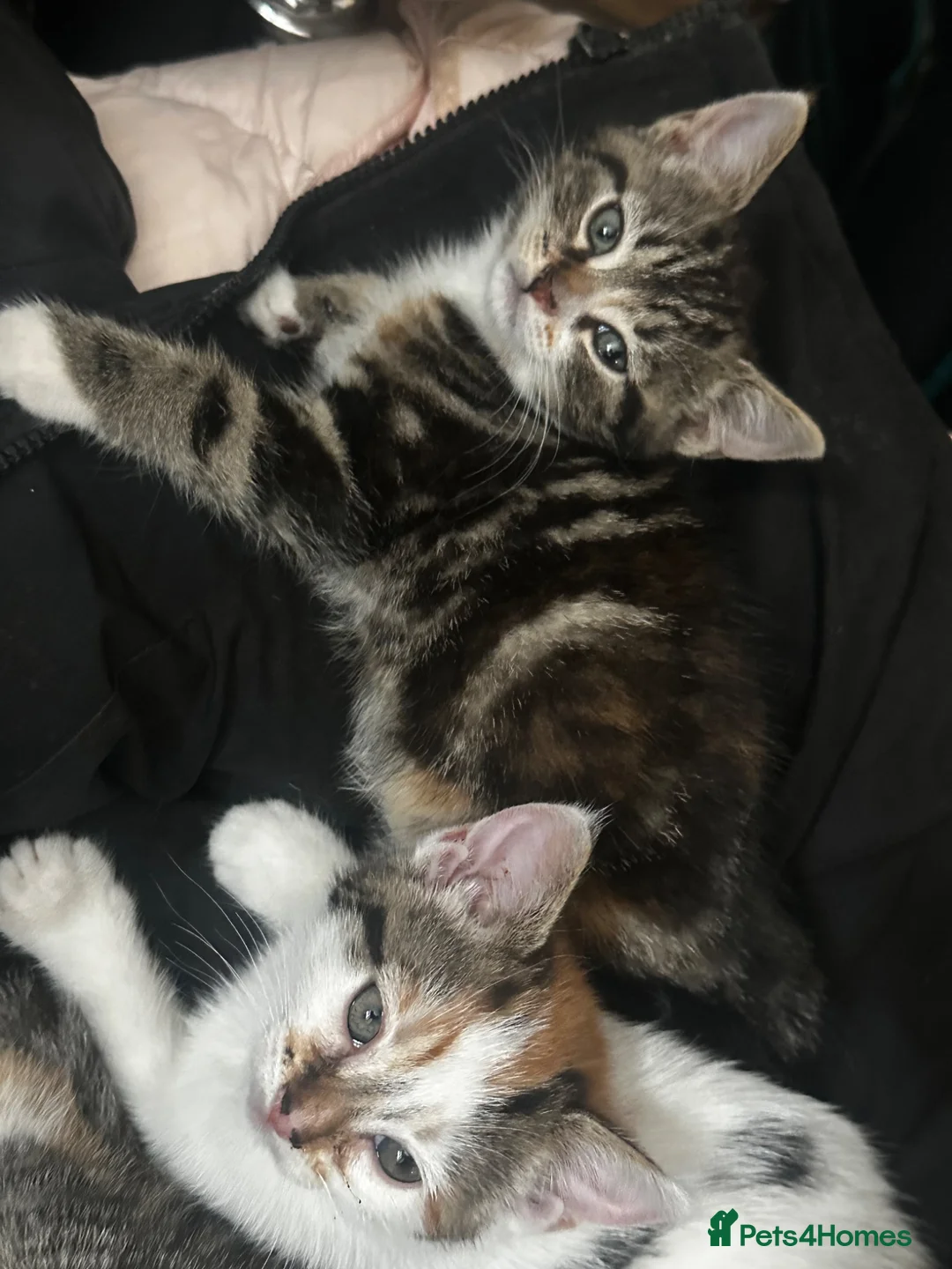 Mixed Breed cats for sale: Ready to Leave Now – Two Beautiful Female Kittens  - Advert 2