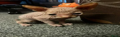 Sphynx Kitten 1