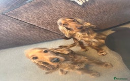 Cockapoo dogs for sale: F1 Cockapoo’s DNA Health Tested Parents - Image 23