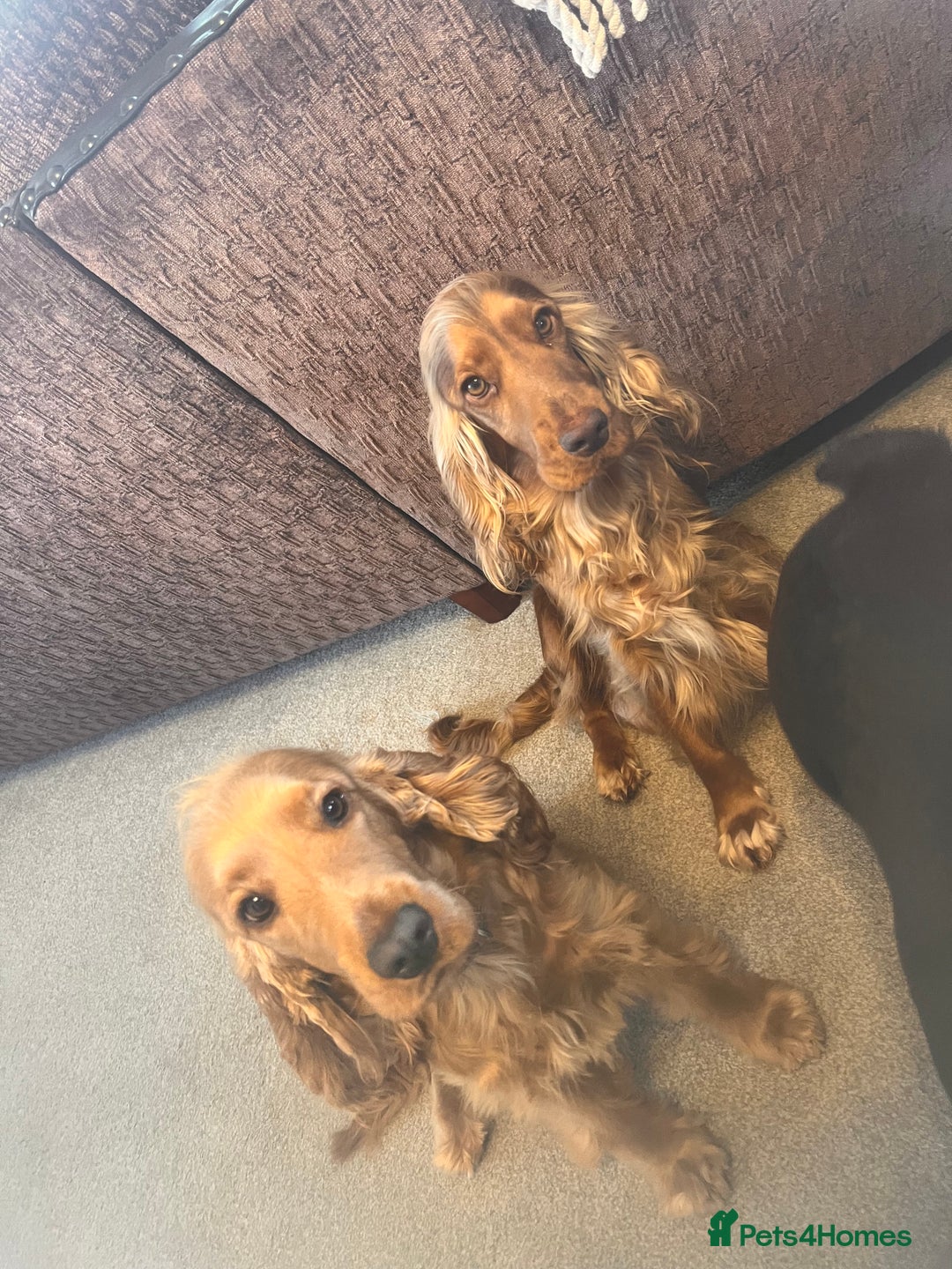 Cockapoo dogs for sale: F1 Cockapoo’s DNA Health Tested Parents - Image 23