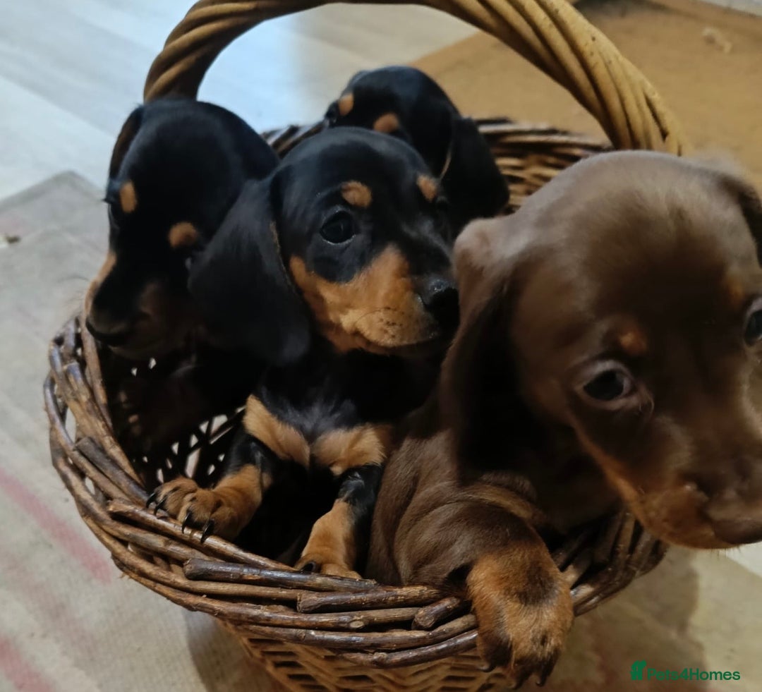 Miniature Dachshund dogs for sale: REDUCED. KC:reg Two Boys Smooth  - Image 17