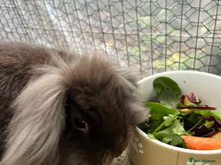 Lionhead rabbits Lion haired rabbit for sale - Advert 18