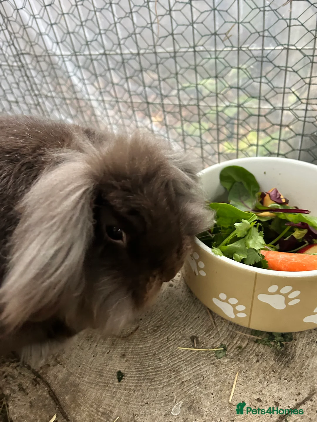 Lionhead rabbits for sale: Lion haired rabbit for sale  - Advert 1