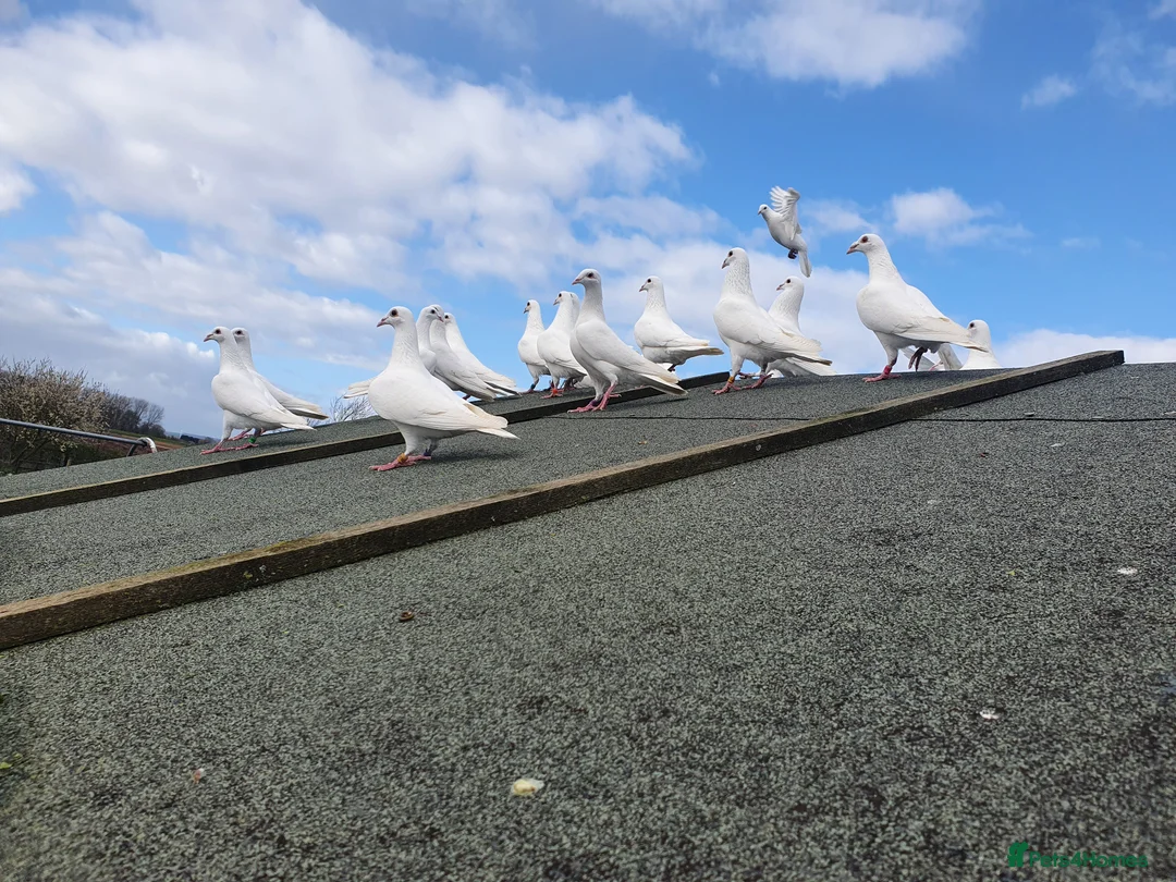 Pigeons birds for sale: Pure White Racing Pigeons  - Advert 1