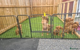 Labrador Retriever dogs for sale: KC Registered labradores ready to leave  - Image 26