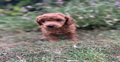 Miniature Poodle dogs - Advert 1