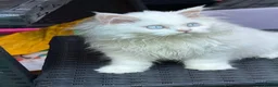 British Shorthair cats for sale: Pedigree British Shorthair Longhair Kittens TICA - Advert 6
