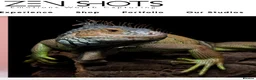 Iguana reptiles for sale: Iguana  - Advert 7