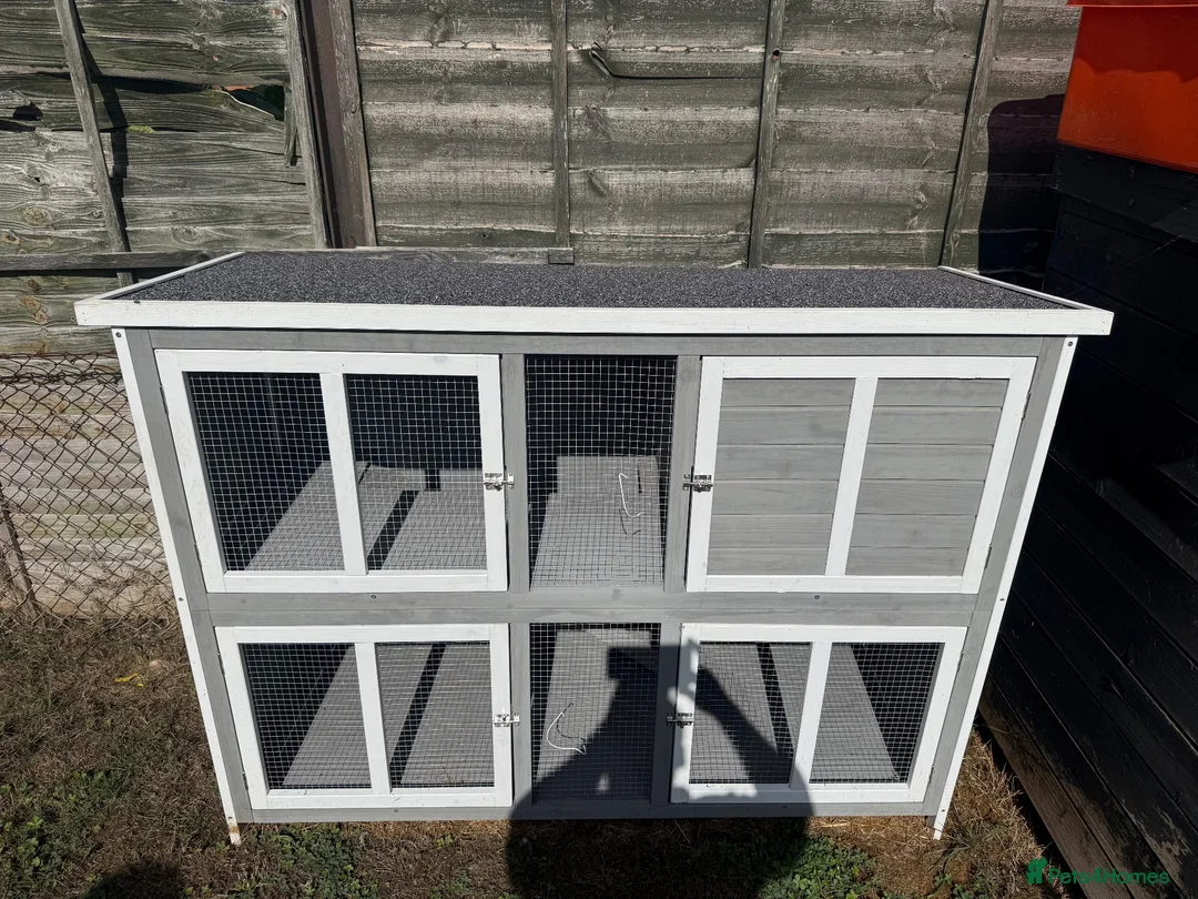 Dwarf Lop rabbits for sale: Rabbit - Advert 2