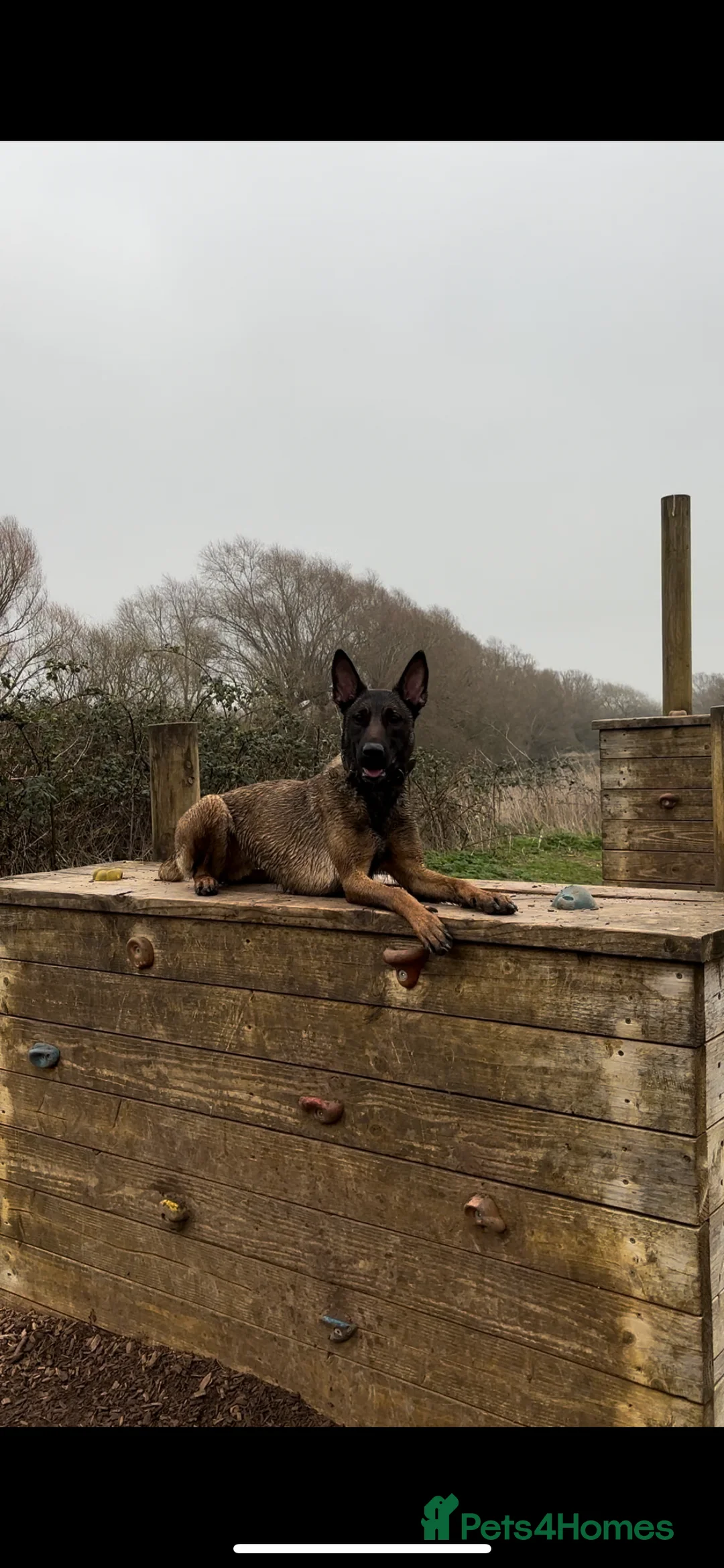 Belgian Shepherd Dog dogs for sale: Effie! - Advert 2