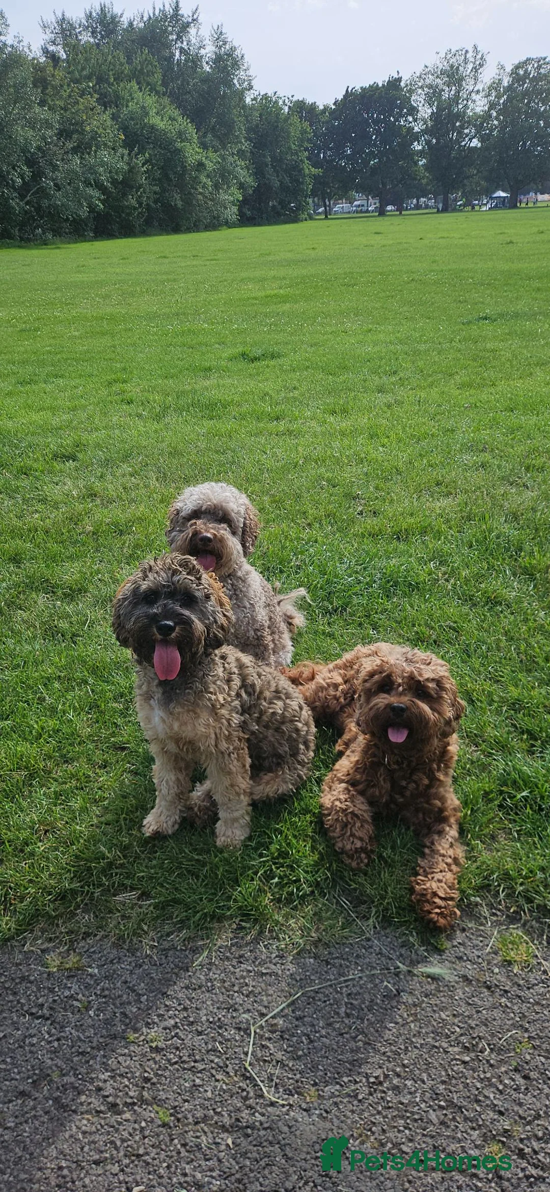 Cavapoo dogs for sale: e and black cavapoos  - Advert 1