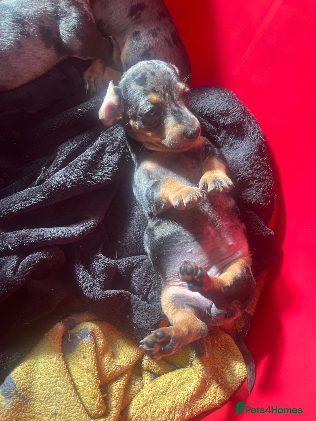 Dachshund dogs for sale: STUNNING dachshund puppies 2 boys 2 girls  - Image 10