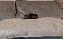 Miniature Dachshund dogs for sale: Ready now beautiful miniature dachshund pups - Image 18